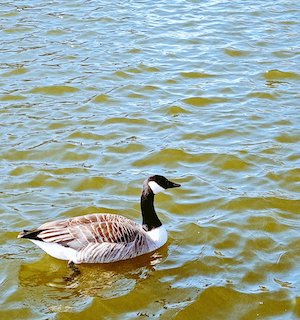 Canada Goose WHP