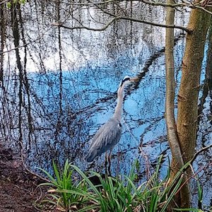 FestivalHeron